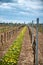 Row of trellised vines in an agricultural vineyard