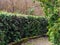 A row of trimmed thuja bushes along the bend in the park\\\'s walking path