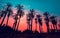 Row of tropic palm trees against sunset sky