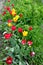 A row of tulips are planted in the garden. Beautiful flowers on a stalk among the grass grow in a flower bed.