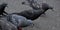 A row of urban pigeons pecking the ground