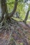 A row of very old beech trees with beautiful roots, Wassenaar, Netherlands