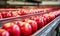 Row of Vibrant Apples on a Moving Conveyor Belt