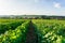 Row vine grape in champagne vineyards at montagne de reims countryside village background, France