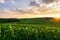 Row vine grape in champagne vineyards at montagne de reims countryside village background, France