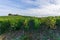 Row vine grape in champagne vineyards at montagne de reims countryside village background, France