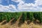 Row vine grape in champagne vineyards at montagne de reims countryside village background, France