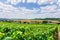 Row vine grape in champagne vineyards at montagne de reims countryside village background, France