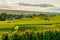 Row vine grape in champagne vineyards at montagne de reims countryside village background, France