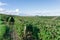 Row vine grape in champagne vineyards at montagne de reims, France