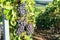 Row vine grape in champagne vineyards at montagne de reims, France