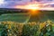 Row vine grape in champagne vineyards at montagne de reims, France