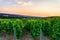 Row vine grape in champagne vineyards at sunset background, Reims, France