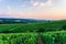 Row vine grape in champagne vineyards at sunset background, Reims, France