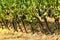 Row of Vineyards. Summer season. Tuscany, Italy.