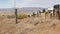 Row of vintage drop boxes on road intersection, arid Arisona desert, USA. Postal retro mailboxes on roadside of tourist Route 66.