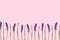 Row of violet muscari flowers on a pink pastel background.