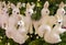 Row of white deer many figures and two proteins decoration Christmas