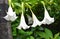 Row of White Flowers of Brugmansia Suaveolens - Angel`s Trumpet or Datura or Dhatura