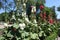 Row of white and red double-flowered hollyhock in bloom