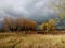 Row of willows just before storm.