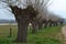 Row of willows at river Oude IJssel