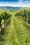 Row of wine grapes in a Virginia vineyard in the suburbs of Leesburg. Sunny day, blue sky