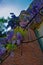 Row of wisteria grown on a brick tower, illuminated by the the sun.