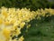 Row of yellow daffodil / Narcissus flowers in the spring. Shallow depth of field.