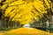 Row of yellow ginkgo tree in autumn. Autumn park in Tokyo, Japan