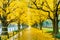 Row of yellow ginkgo tree in autumn. Autumn park in Tokyo, Japan