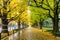 Row of yellow ginkgo tree in autumn. Autumn park in Tokyo, Japan