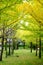 Row of yellow ginkgo tree in Kawagujika, Japan.