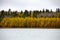 Row of yellow and green evergreen trees along the shoreline of a lake