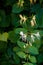 A row of yellow and white honeysuckle blooms and buds on the vine in springtime