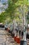 Row of young exotic baobab trees in buckets on sale in garden shop, tropical decovative plant for gardens and parks