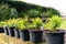 A row of young green plants in pots on a vintage weather garden wall ready for planting.