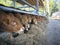 Row of young limousin bulls feeds inside barn on organic farm in