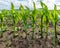 Row of young maize plants in a wet field from close