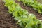 Row young radishes in a vegetable bed of Garden