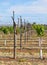 Row of Young Vines and V-Trellis.