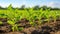 Row of Young Withania Plants Growing in a Field,Dicotyledonous Withania Plants in a Rural Landscape sunset