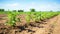 Row of Young Withania Plants Growing in a Field,Dicotyledonous Withania Plants in a Rural Landscape sunset