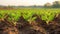 Row of Young Withania Plants Growing in a Field,Dicotyledonous Withania Plants in a Rural Landscape sunset