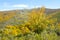 Rowan in autumn around a beech hillside