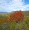 Rowan in autumn around a beech hillside