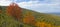 Rowan in autumn around a beech hillside on a sunny afternoon with cirrus clouds in the sky