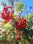 Rowan Berries