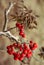 Rowan berries