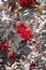 Rowan berries on a branch. Autumn harvest. Rowan tree berries hang on a green branch